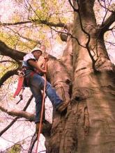 aaa tree care emergency services aaa tree care emergency services