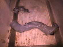 performance plumbing 
