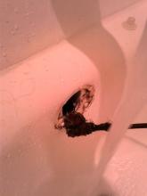 rapid rooter sewer drain cleaning service toilet installation 